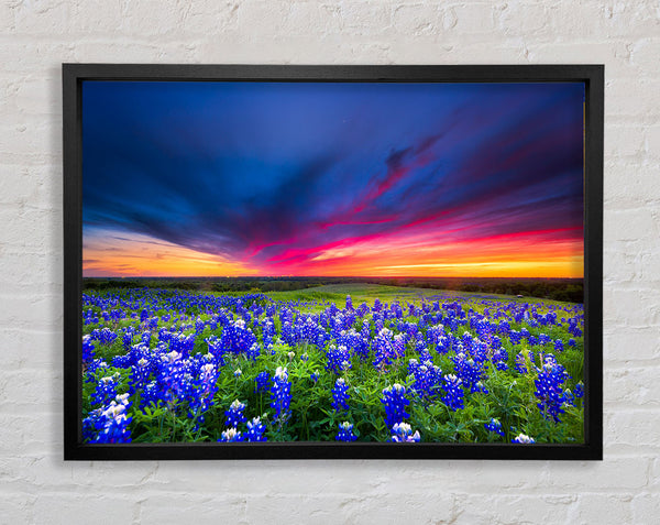 Vibrant skies above blue flowers