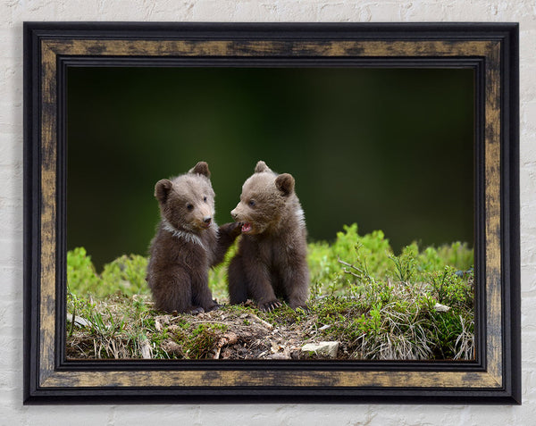 Two bear cubs playing