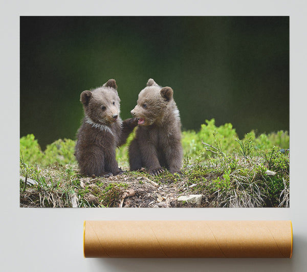 Two Bear Cubs Playing