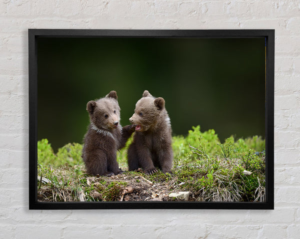 Two bear cubs playing