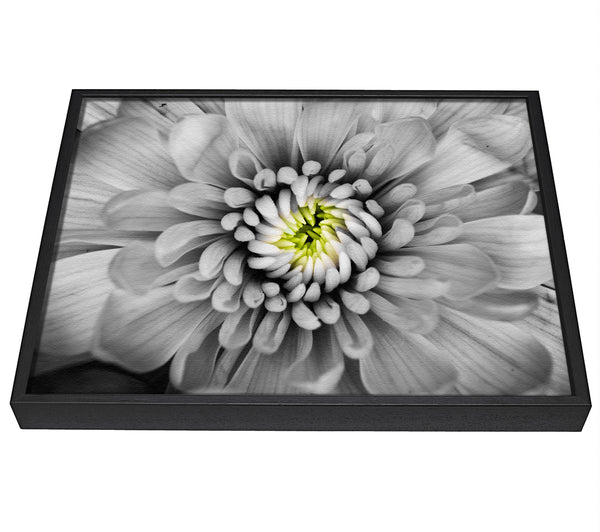 A picture of a Close up flower in black and white framed canvas print sold by Wallart-Direct.co.uk