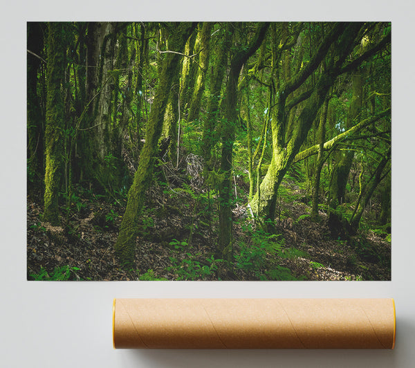 Dense Green Mossy Forest