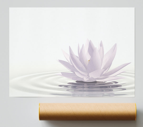 White Lotus On Rippled Water