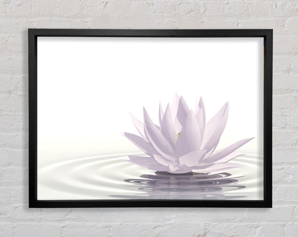 White lotus on rippled water