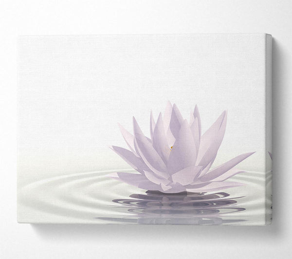 White lotus on rippled water