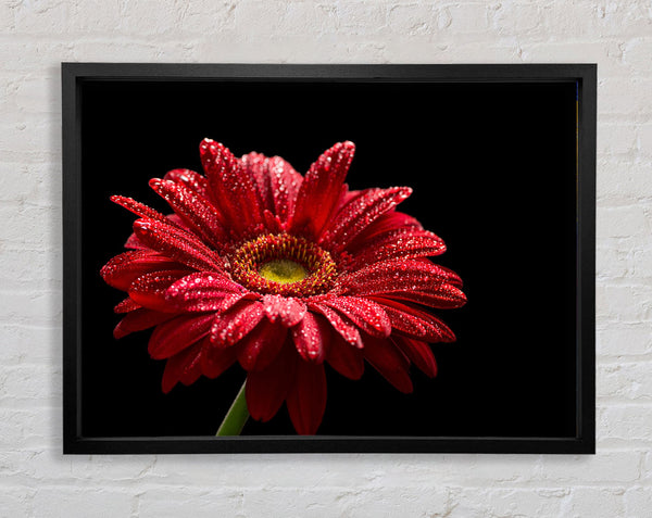 Red gerbera with rain droplets