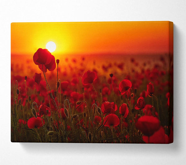 Poppies in the sunset reds