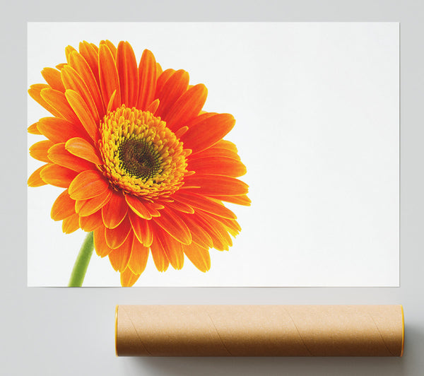 Gorgeous Orange Gerbera