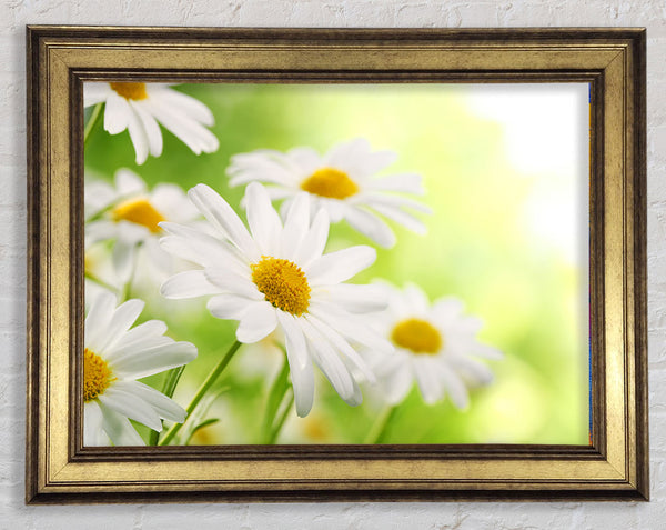 Daisies up close glowing