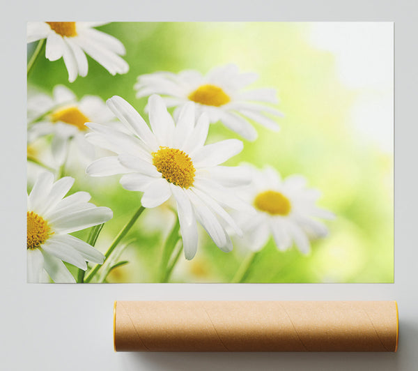 Daisies Up Close Glowing