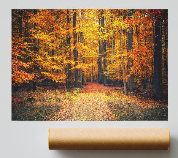 Orange Woods In The Autumn