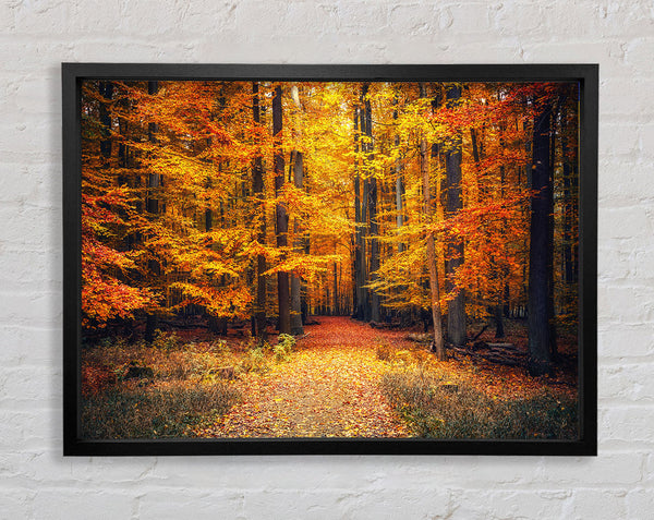 Orange woods in the autumn