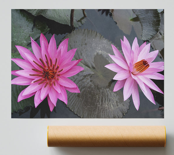 Pink Flowers In The Lake