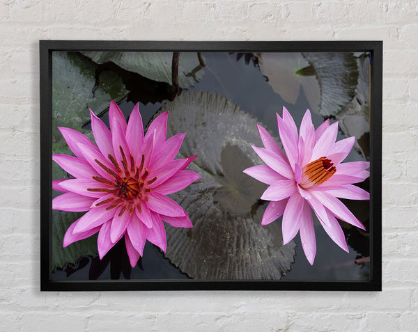 Pink flowers in the lake