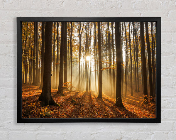 Sunbeam forest in the misty hues