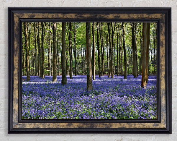 Beautiful purple flowers in the woods