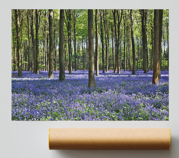 Beautiful Purple Flowers In The Woods