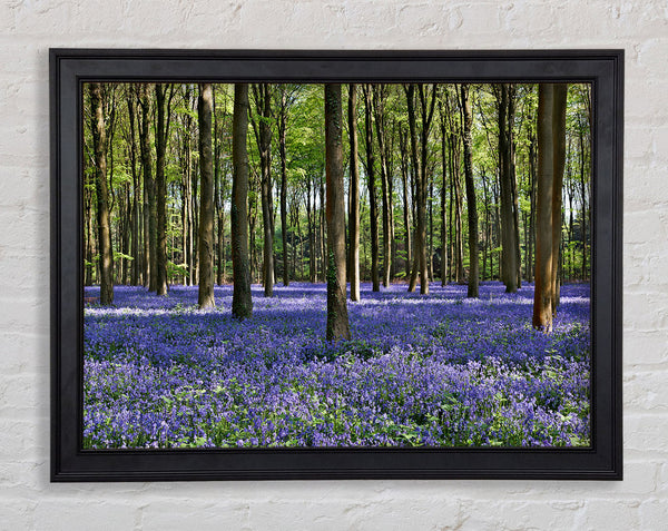 Beautiful purple flowers in the woods