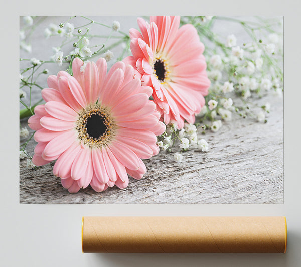 Pink Gerbera Laying Down Close