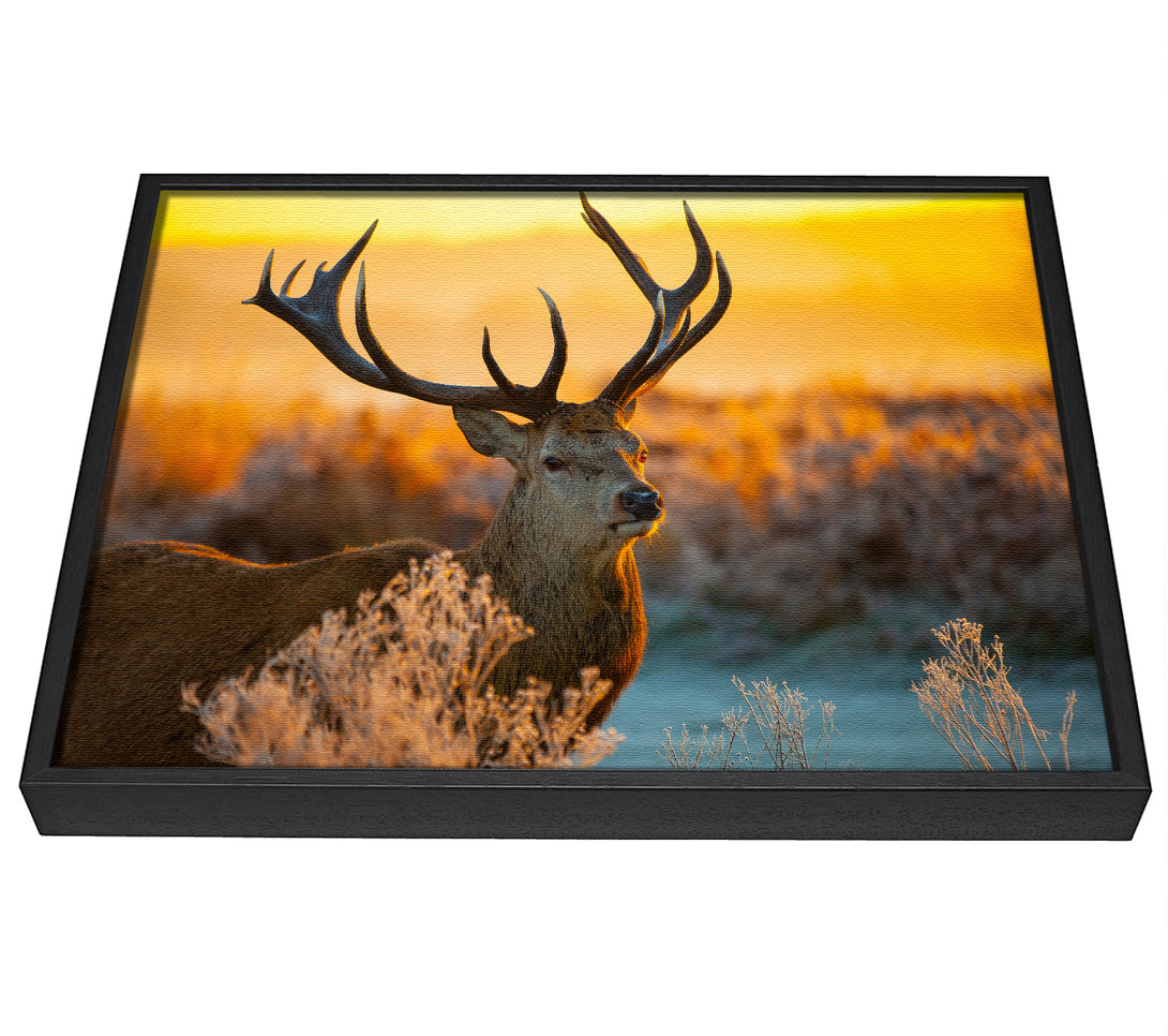 A picture of a Crisp winters stag framed canvas print sold by Wallart-Direct.co.uk