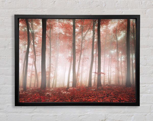 Red misty woods