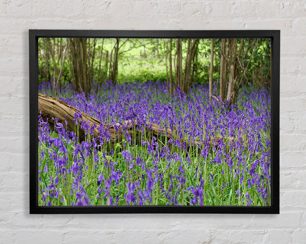 Purple flowers in the meadow