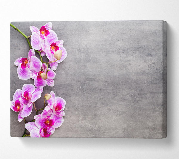 Pink Orchids on grey