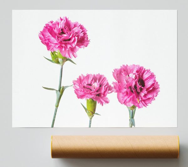 Pink Flowers Standing Up