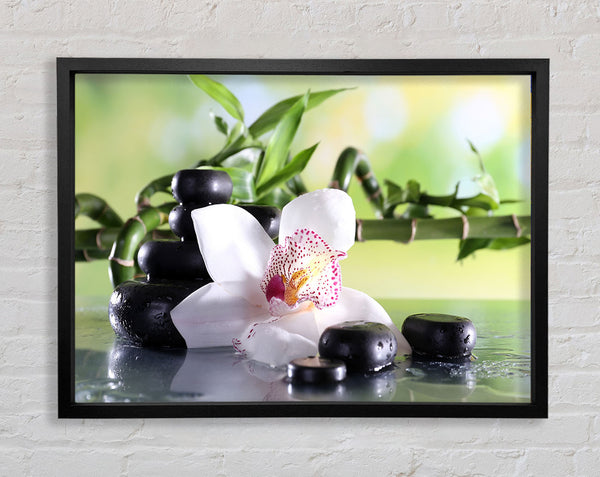 Orchids on the stones bamboo