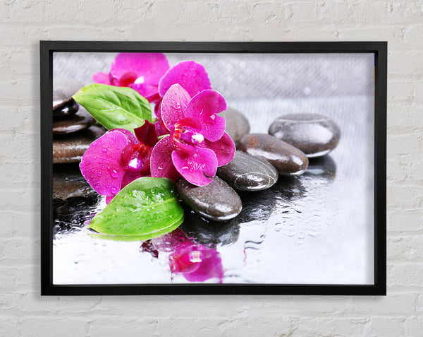 Orchids on the wet pebbles