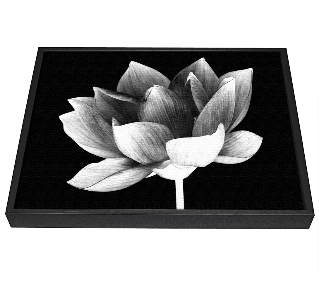 A picture of a Black and white flower beauty framed canvas print sold by Wallart-Direct.co.uk