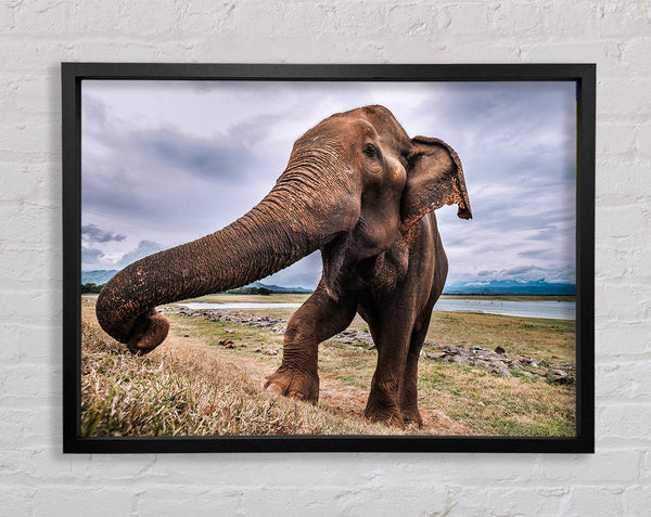 Elephant coming up close