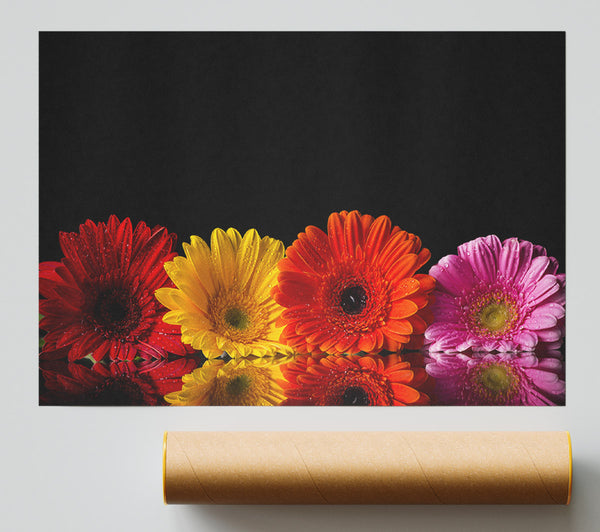 Multi Coloured Gerberas