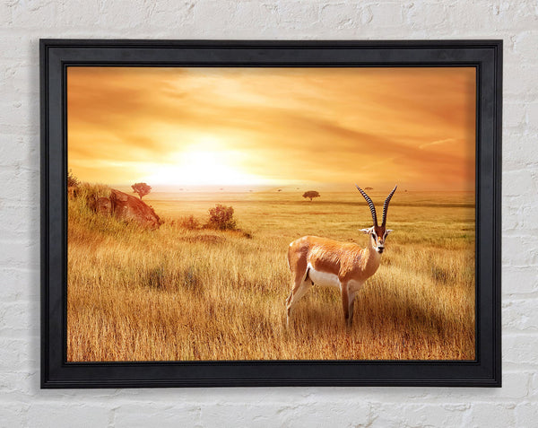 Gazelle in the grasslands