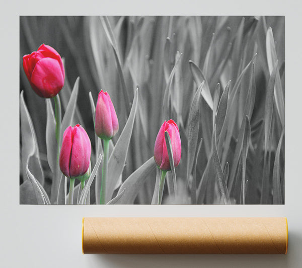 Pink Tulips Black And White