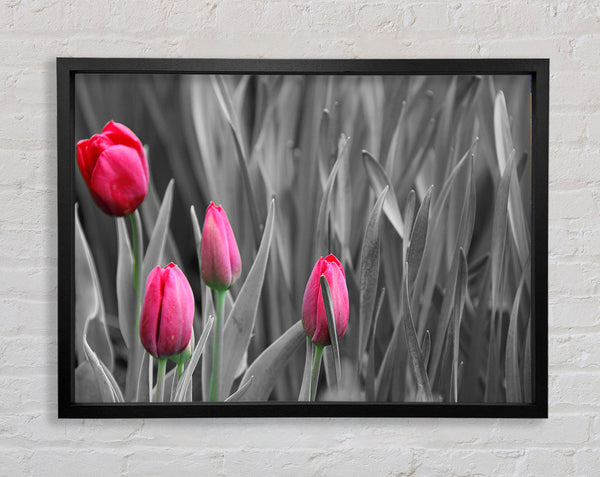 Pink tulips black and white