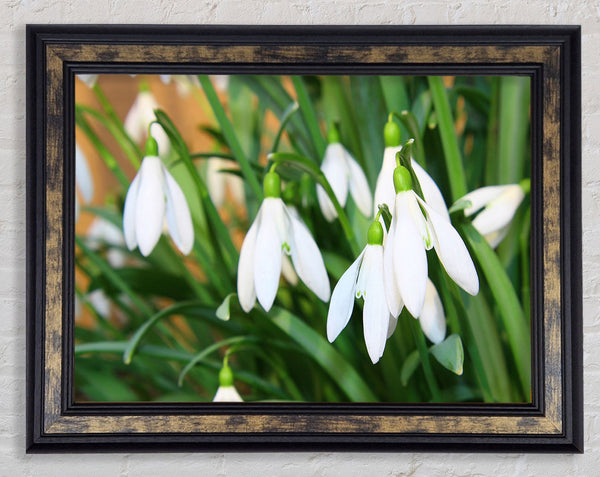 White snowdrops falling down