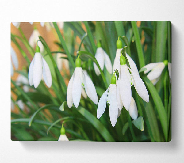 White snowdrops falling down