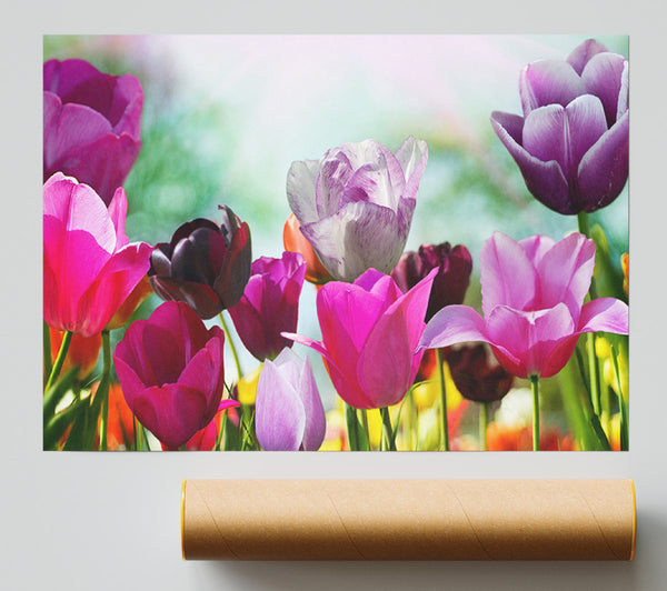 Multiple Coloured Tulips