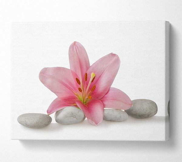 Pink Lilly on grey pebbles