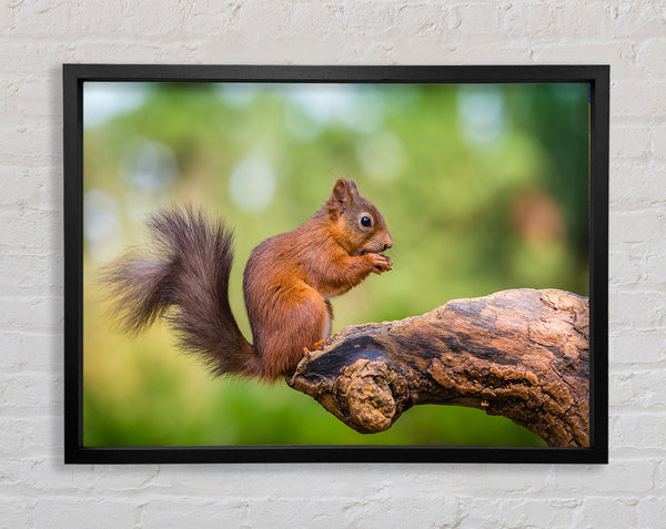 Squirrell eating nuts on branch