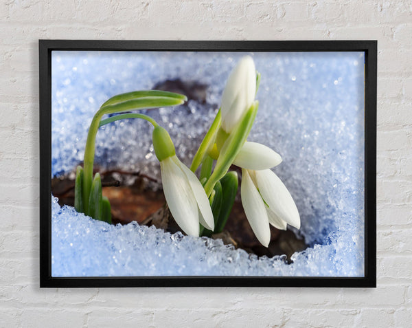 White snowdrops peering through the snow