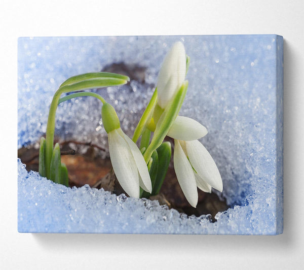 White snowdrops peering through the snow