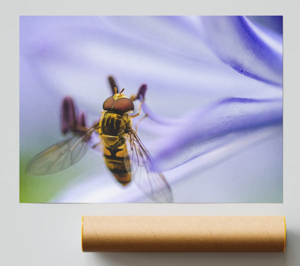 Hover Fly On A Purple Flower