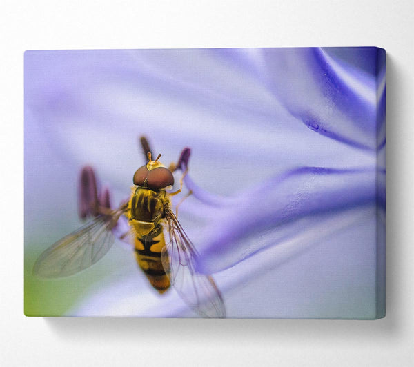 Hover fly on a purple flower