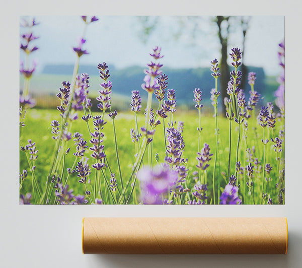 Tiny Flowers Suspended Above The Grass