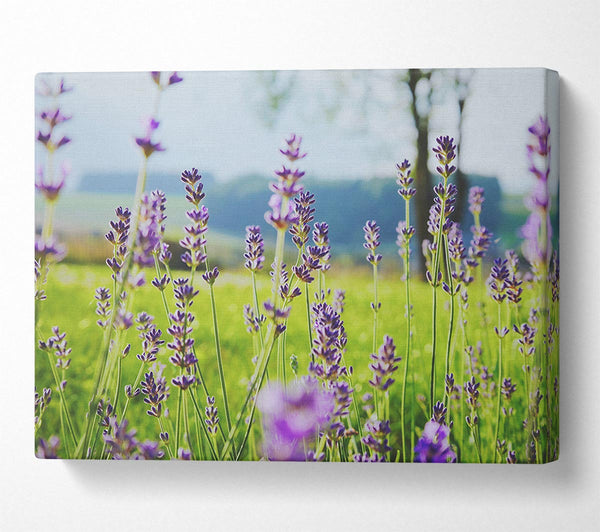 Tiny flowers suspended above the grass