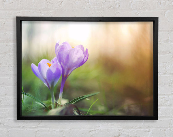 Purple crocus in soft focus