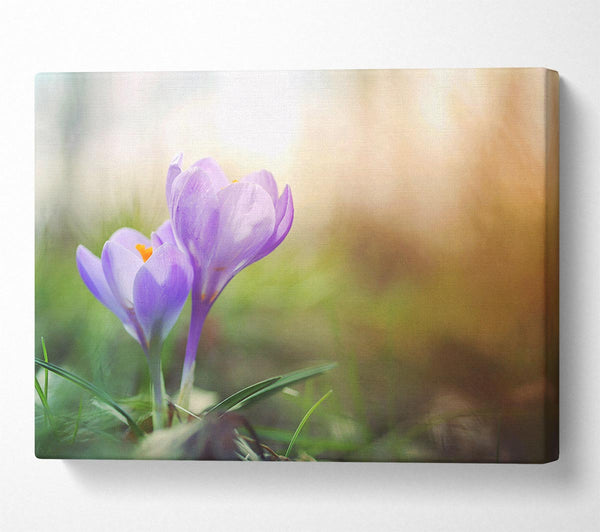 Purple crocus in soft focus