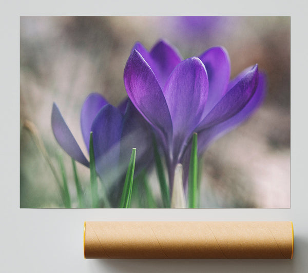 Purple Crocus Opening Up